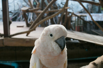 White parrot on the wooden branch