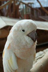White parrot on the wooden branch