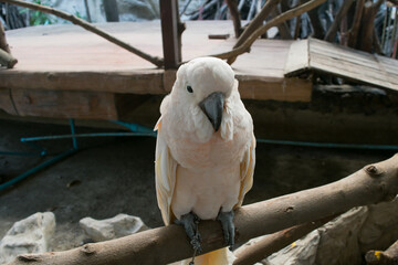 White parrot on the wooden branch