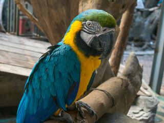 The colorful macaw parrot with feathers, the macaw bird close up in case farm zoo. There is a macaw parrot portrait. Here is a background with nature Soft focus with blurred background.