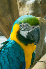 The colorful macaw parrot with feathers, the macaw bird close up in case farm zoo. There is a macaw parrot portrait. Here is a background with nature Soft focus with blurred background.