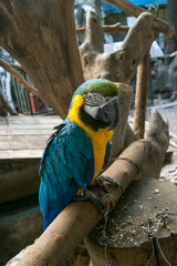 The colorful macaw parrot with feathers, the macaw bird close up in case farm zoo. There is a macaw parrot portrait. Here is a background with nature Soft focus with blurred background.