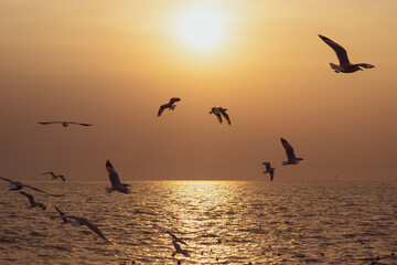 The background of sunset with flying seagull at Bangpu Recreation Center, the gulf of Thailand