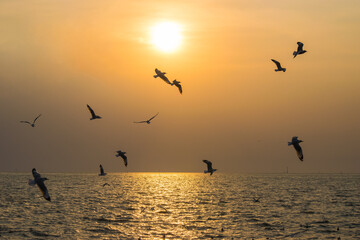 Fototapeta na wymiar The background of sunset with flying seagull at Bangpu Recreation Center, the gulf of Thailand