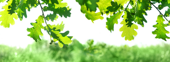 Fototapeta na wymiar green oak leaves on tree, natural background. forest landscape. summer season concept. banner