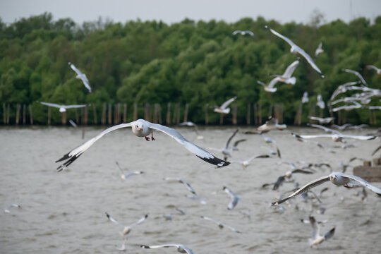 The background of seagulls over the sky at Bangpu Recreation Center, the Gulf of Thailand