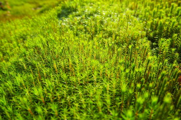 Hair moss polytrichum, hair moss