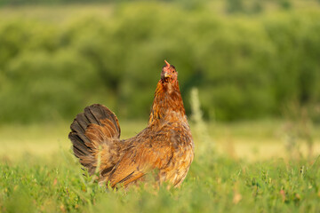 Laying hen on the street, against the background of green grass and trees