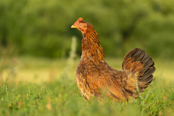 Chicken with a cloudy eye, stands against a background of green grass, close-up