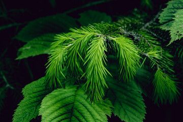 green and fresh spruce branch. branchs of a tree on a black background close-up. young branches of a spruce tree