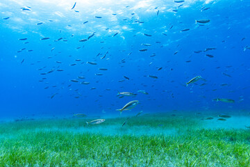 Fototapeta na wymiar Seagrass and fish
