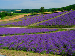 ラベンダー畑