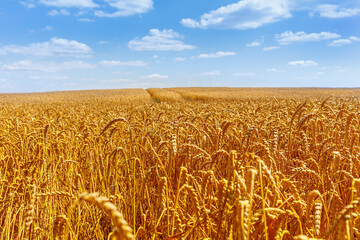 Goldenes Kornfeld im Sommer Erntebeginn landwirtschaftliche genossenschaft dichtes reifes korn...