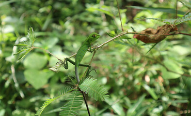 A immature green color oriental garden lizard sitting top of a branch of sensitive plant in the wild