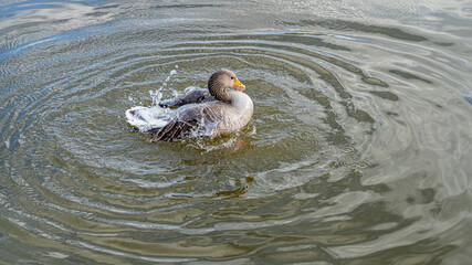 GreyLag Goose single portrait close up view washing and preening in lake