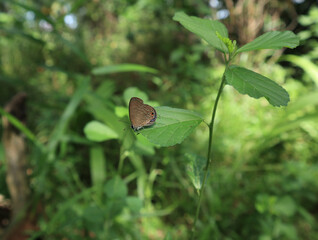 Side view of a Dark cerulean butterfly perched on a Sida alnifolia leaf