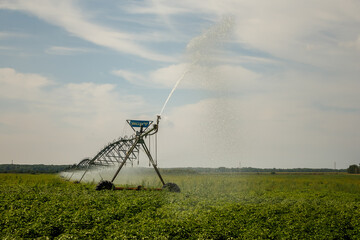 sprinkler in a field with potato crops