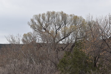 Red Rock State Park in Sedona Arizona
