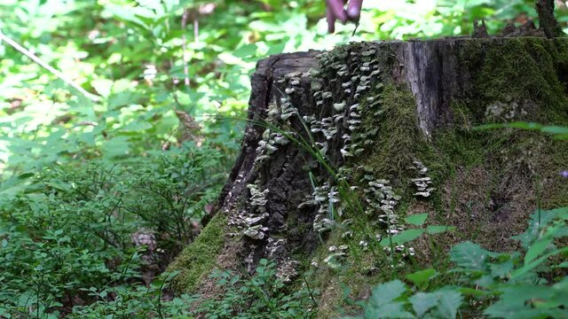  Mushrooms on an Extinct Stump, a circle of life - (4K)