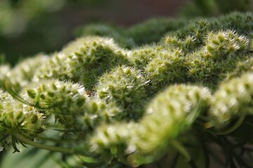 close up of green grass