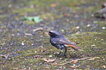 A male Black redstart.
