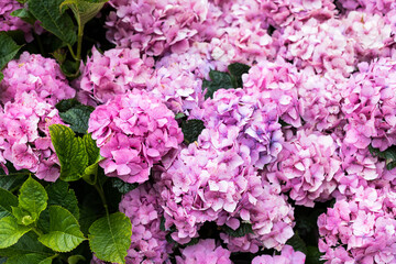 Obraz premium Closeup view of a group of pink spotted hydrangea flower-heads.