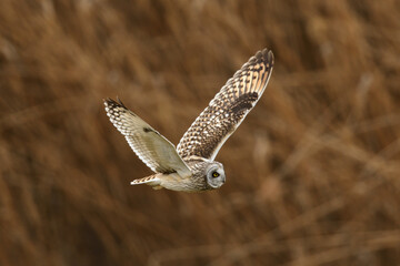 Short-eared owl in flight for hunting.