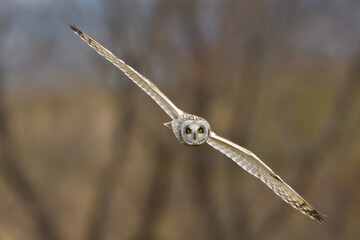 Short-eared owl in flight for hunting.