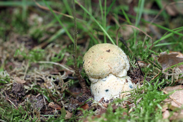 A small, young edible mushroom Gyroporus cyanescens grows in the forest.  The cap is buff yellowish. The stem is a little lighter. The injuries are stained blue. Bluing bolete, Cornflower bolete.