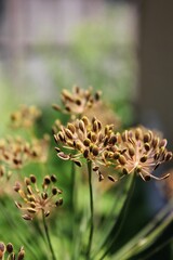 Dill seeds ripening in the bright summer sun.