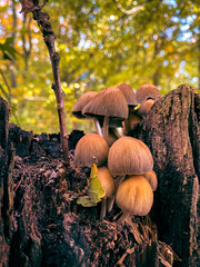 Mushroom cluster on tree stump