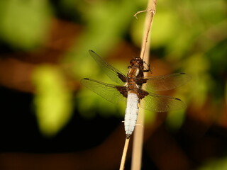 Broad-bodied chaser (Libellula depressa) - big blue dragonfly on dry stick, Gdansk, Poland