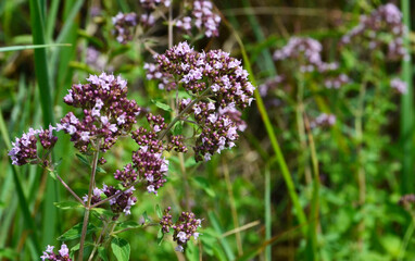 Blooming Oregano herb with small purple flowers. Origanum vulgare or wild marjoram. Selective focus.