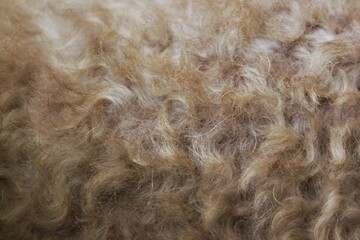 Closeup full frame of white poodle curly dog hair.