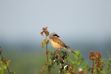 A Red-backed shrike perched on top of a bush.