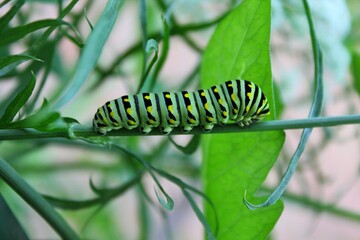 Plump colorful butterfly caterpillar resting on a green stalk in the backyard garden.