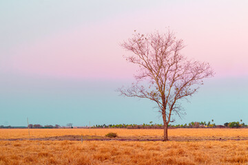 Solitary tree in the field.