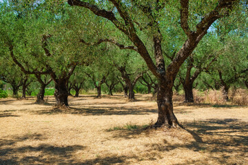 Fototapeta premium Olive trees in the garden. Agriculture in Greece. Cultivation of olives for oil.