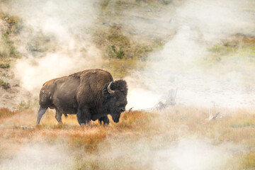 Wild bison in front of a geyser in the Yellowstone National Park © Martina
