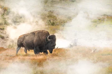 Rolgordijnen Wild bison in front of a geyser in the Yellowstone National Park © Martina