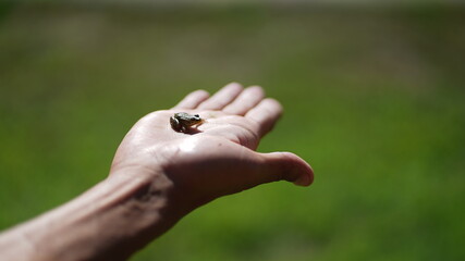 Little Frog - Hand - Close up - Nature 