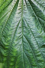 Closeup of a lush green leaf with veins and details.