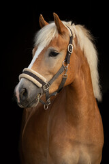 Haflinger vor schwarzem Hintergrund