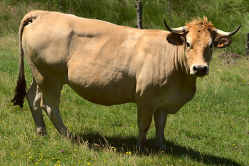 Naklejka na ściany i meble Aubrac breed cow in its meadow in freedom