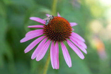 Closeup of  echinacea flower and a honey bee