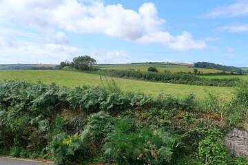 Fototapeta na wymiar A view of the beautiful countryside around Slapton in South Devon