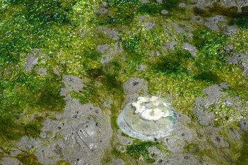 Jellyfish at low tide on a sandy beach with bright green seaweed, as a nature background
