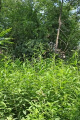 Obraz premium Grassy field with tall grasses in the forest