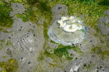 Jellyfish at low tide on a sandy beach with bright green seaweed, as a nature background
