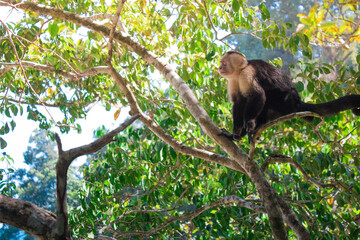 Adult cariblanco monkey resting on a branch in the middle of the jungle surrounded by vegetation and trees in the tropical pacific in the National Park. Manuel Antonio in Costa Rica